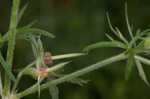 Cutleaf geranium